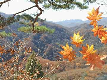 甜馨探秘自然，心靈遠(yuǎn)離塵囂的旅程——最新11月20日視頻分享