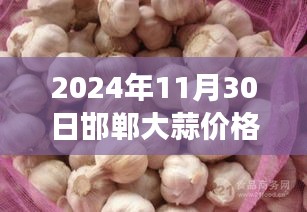 2024年11月30日邯鄲大蒜價(jià)格行情深度解析及觀察洞察