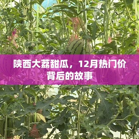 陜西大荔甜瓜，探尋熱門價格背后的故事