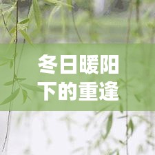 冬日暖陽(yáng)下的重逢，疫情后的溫馨日常故事回顧