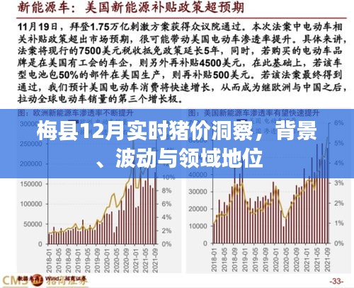 梅縣12月實時豬價洞察，背景、波動與領(lǐng)域地位分析